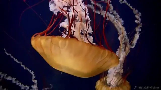 Snapshot of streamy_test12 chatting on 7, 11, 2025 streamy test12 online show from 7, 11, 2025