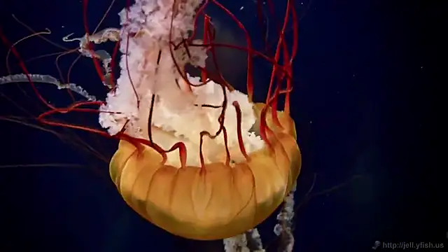 Snapshot of streamy_test12 chatting on 3, 12, 2025 streamy test12 online show from 3, 12, 2025