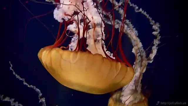 Snapshot of streamy_test12 chatting on 5, 2, 2026 streamy test12 online show from 5, 2, 2026