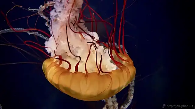 Snapshot of streamy_test12 chatting on 16, 2, 2026 streamy test12 online show from 16, 2, 2026