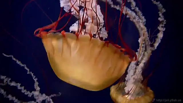 Snapshot of streamy_test13 chatting on 3, 12, 2024 streamy test13 online show from 3, 12, 2024