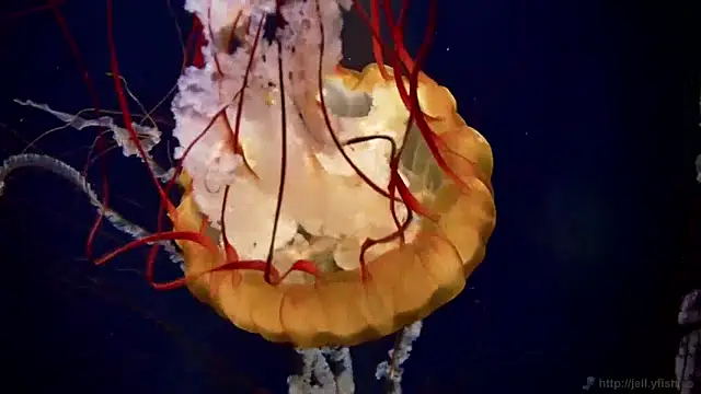 Snapshot of streamy_test13 chatting on 23, 1, 2025 streamy test13 online show from 23, 1, 2025