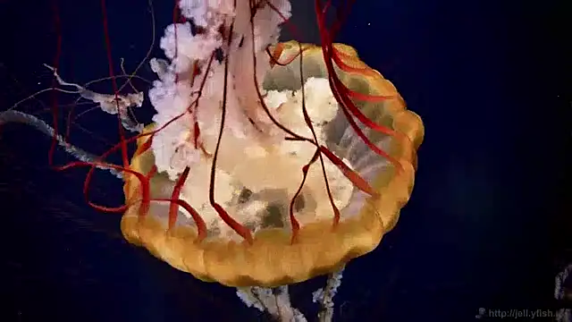 Snapshot of streamy_test13 chatting on 28, 1, 2025 streamy test13 online show from 28, 1, 2025