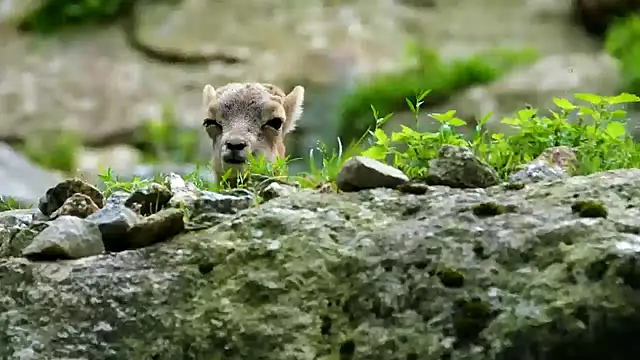 Snapshot of streamy_test13 chatting on 21, 2, 2025 streamy test13 online show from 21, 2, 2025