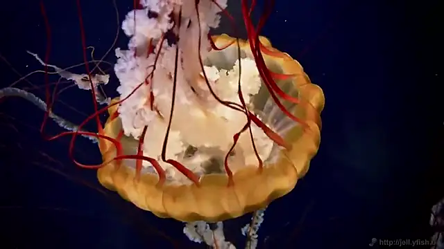 Snapshot of streamy_test13 chatting on 11, 3, 2025 streamy test13 online show from 11, 3, 2025