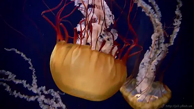 Snapshot of streamy_test13 chatting on 21, 3, 2025 streamy test13 online show from 21, 3, 2025