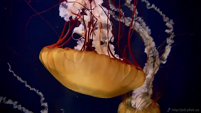 streamy test15 online show from 26, 11, 2025