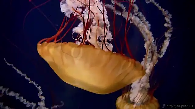 streamy test15 online show from 2, 2, 2026