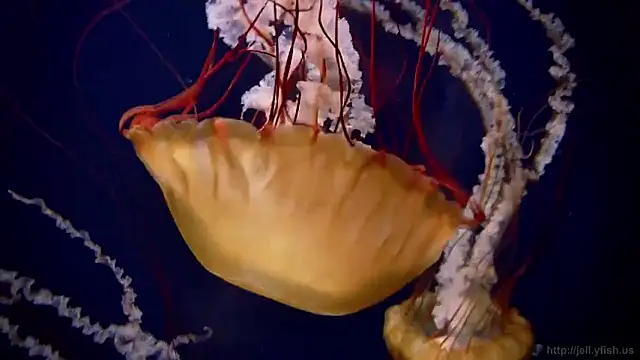 streamy test15 online show from 16, 2, 2026