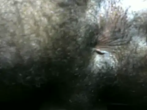 michel sc online show from 9, 12, 2024