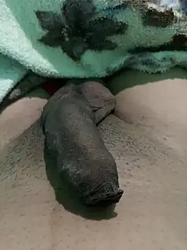 king cum  online show from 12, 1, 2025