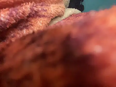 king cum  online show from 30, 1, 2025