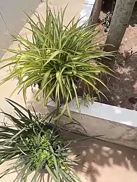 king cum  online show from 12, 2, 2026