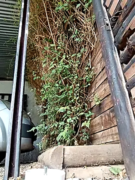 slimmydaddy69 online show from 19, 4, 2026