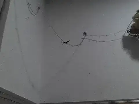 Snapshot of pedrodavid_ chatting on 8, 12, 2024 pedrodavid  online show from 8, 12, 2024