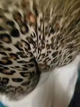 Snapshot of Cameltoekilla chatting on 17, 1, 2025 Cameltoekilla online show from 17, 1, 2025