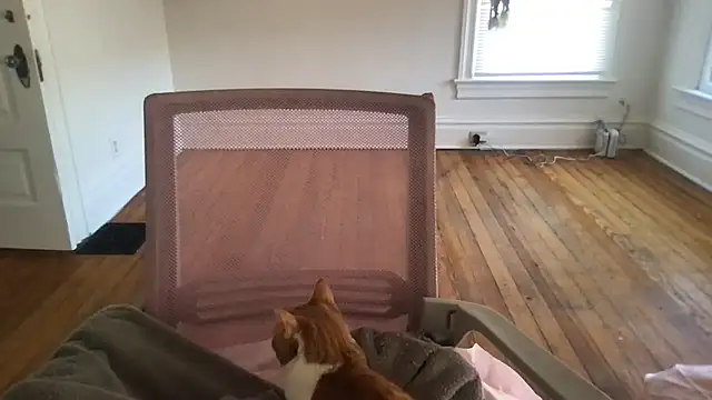 loveofbea online show from 4, 3, 2026