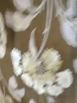 Snapshot of Raat_ki_rani_ chatting on 4, 1, 2025 Raat ki rani  online show from 4, 1, 2025