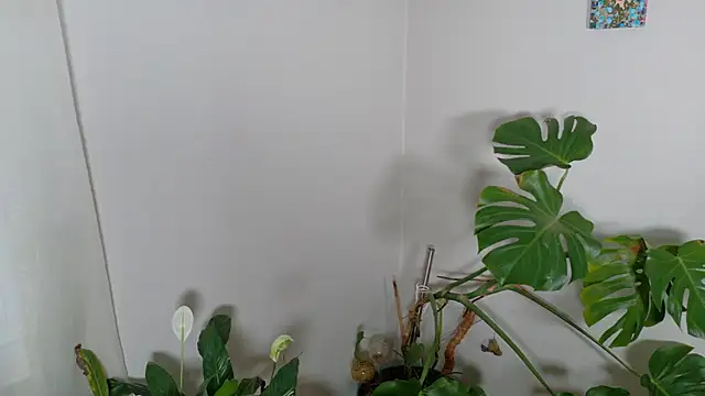 Snapshot of MistressKatie13xxx chatting on 15, 1, 2026 MistressKatie13xxx online show from 15, 1, 2026