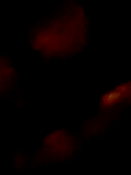 pretinhanovinha online show from 7, 3, 2026