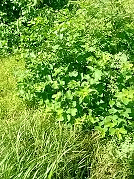 Snapshot of Khaleyssi chatting on 2, 3, 2026 Khaleyssi online show from 2, 3, 2026