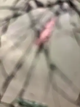 lescro95  online show from 14, 12, 2025