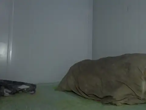 serjdj90 online show from 11, 11, 2025