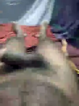 mallucallboy2104 online show from 3, 1, 2025