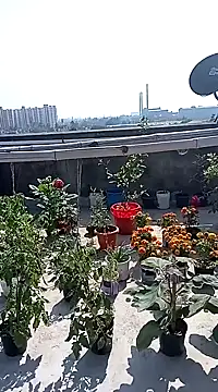 Snapshot of Sneha_gril chatting on 8, 2, 2025 Sneha gril online show from 8, 2, 2025