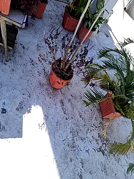 Snapshot of dreamers_dick chatting on 3, 1, 2025 dreamers dick online show from 3, 1, 2025