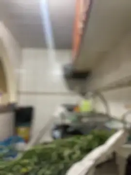 Carola-Ross online show from 24, 3, 2026