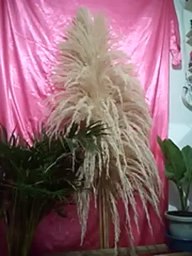 John los666 hot online show from 11, 4, 2026