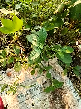 himvilohi08 online show from 21, 10, 2025