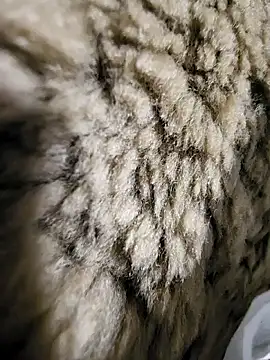 ikeike-kun online show from 2, 12, 2025