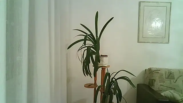 Dartanjanas13 online show from 28, 11, 2025