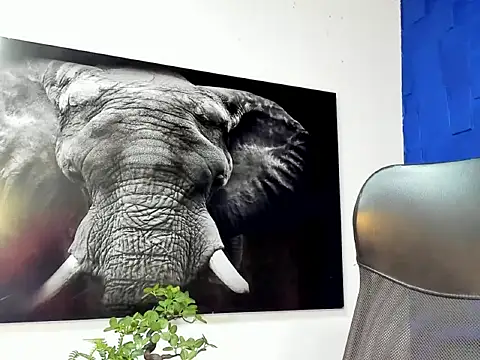 king falconer online show from 2, 12, 2025