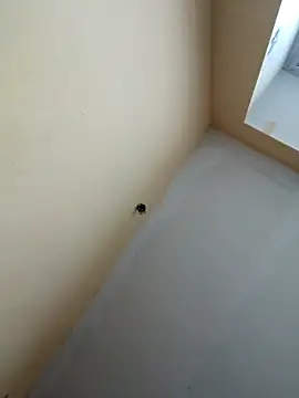 dream32222 online show from 30, 10, 2025