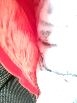 Hut rotu cute online show from 12, 1, 2026