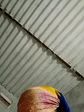 Snapshot of Payal950 chatting on 17, 1, 2026 Payal950 online show from 17, 1, 2026