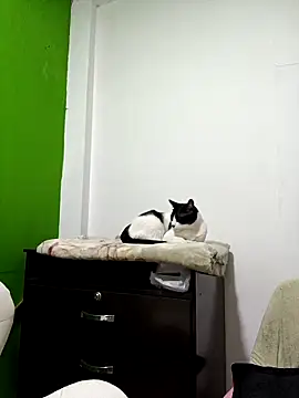 Snapshot of kate_rosse02 chatting on 11, 2, 2026 kate rosse02 online show from 11, 2, 2026