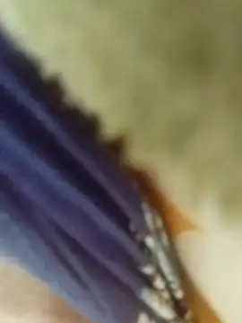 desi boudi87 online show from 9, 1, 2026