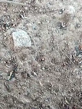 Suman ji1 online show from 11, 10, 2025