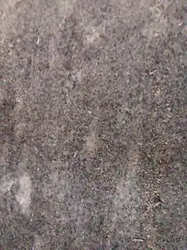 nagepalli online show from 29, 11, 2025