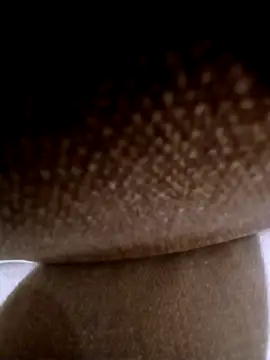 pino870 online show from 3, 3, 2026