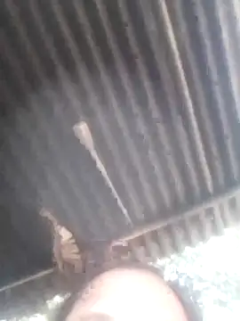 jacka 305 online show from 11, 1, 2026