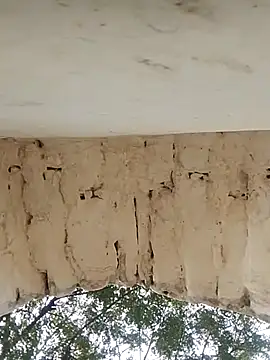 Xxx suhana online show from 27, 11, 2025