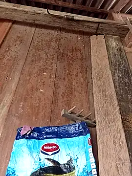 dakota-kis online show from 6, 4, 2026