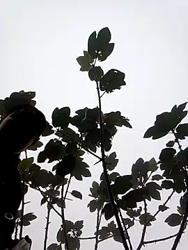 Snapshot of him220 chatting on 7, 3, 2026 him220 online show from 7, 3, 2026