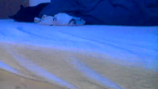 Silencio26 online show from 19, 4, 2026