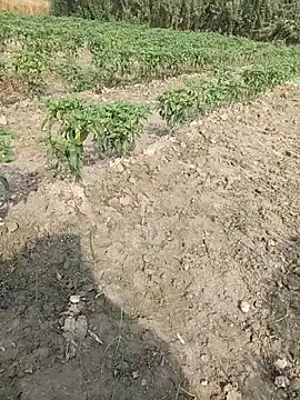 Shivanisingh4 online show from 29, 3, 2026